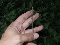 Eriochloa barbatus
