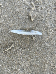 Macomona deltoidalis