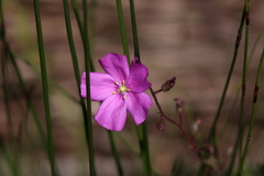 Drosera hamiltonii