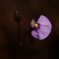 Utricularia paulineae