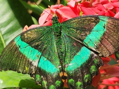 Papilio palinurus