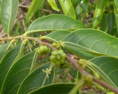 Glochidion hohenackeri