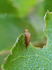 Tolidopalpus nitidocoma