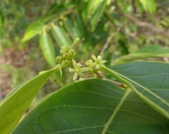 Glochidion hohenackeri