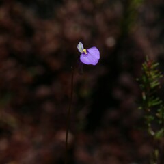 Utricularia paulineae