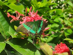 Papilio palinurus