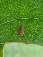 Tolidopalpus nitidocoma