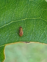 Tolidopalpus nitidocoma