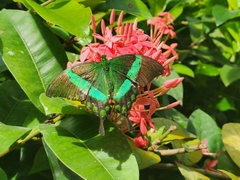 Papilio palinurus