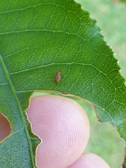 Tolidopalpus nitidocoma