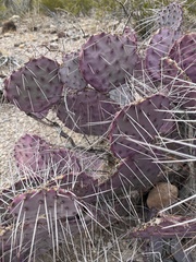 Opuntia azurea