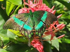 Papilio palinurus