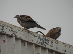 Streptopelia decaocto