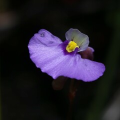 Utricularia paulineae