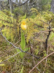 Cypripedium parviflorum pubescens