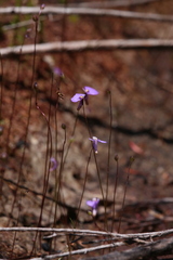 Utricularia paulineae