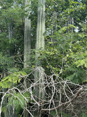 Stenocereus eichlamii