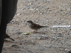 Passer domesticus