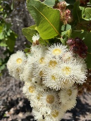 Angophora