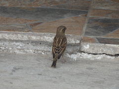 Passer domesticus