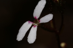 Stylidium pygmaeum