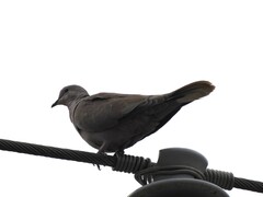 Streptopelia decaocto