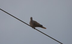Streptopelia decaocto