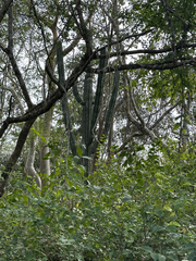 Stenocereus eichlamii