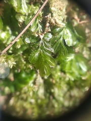 Hymenophyllum minimum