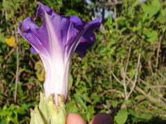 Ipomoea mairetii