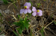 Nemesia denticulata