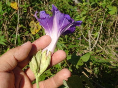 Ipomoea mairetii