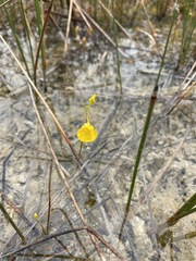Utricularia intermedia