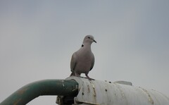 Streptopelia decaocto