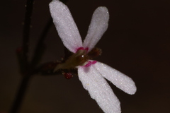 Stylidium pygmaeum