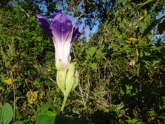 Ipomoea mairetii