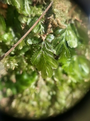 Hymenophyllum minimum
