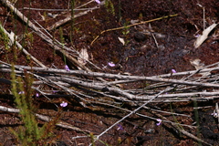 Utricularia paulineae