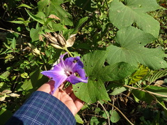 Ipomoea mairetii