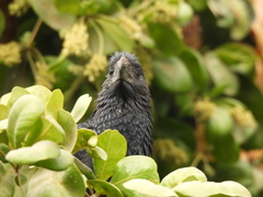 Crotophaga sulcirostris