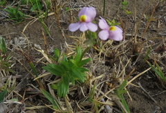 Nemesia denticulata