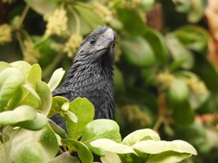Crotophaga sulcirostris