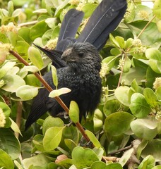 Crotophaga sulcirostris
