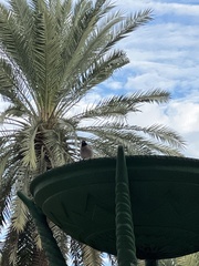 Pycnonotus xanthopygos