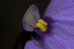 Utricularia paulineae