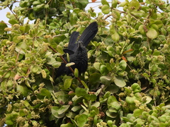 Crotophaga sulcirostris