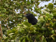 Crotophaga sulcirostris