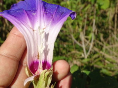 Ipomoea mairetii