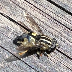 Helophilus antipodus