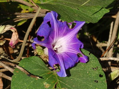 Ipomoea mairetii